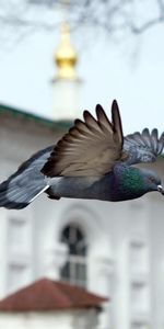 Flight,Dove,Chapel,Bird,Temple,Church,Animals