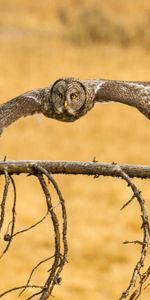 Aile,Chouette Lapone,Barbu Obscur,Vol,Ailes,Animaux,Hibou,Chouette