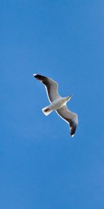 Flight,Gull,Animals,Seagull,Wings