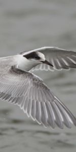 Flight,Gull,Sweep,Animals,Wings,Seagull,Wave