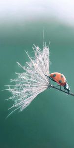 Flight,Ladybug,Ladybird,Dandelion,Macro