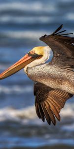 Flight,Pelican,Animals,Waves,Beak