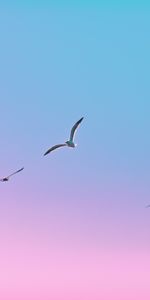 Flight,Seagulls,Birds,Minimalism,Gradient