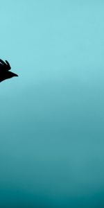 Flight,Silhouette,Bird,Minimalism