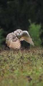 Flight,Wildlife,Sweep,Animals,Predator,Wings,Wave,Bird,Owl