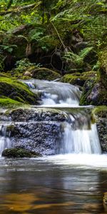 Flow,Nature,Water,Stones,Waterfall,Plants