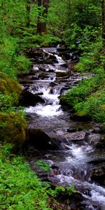 Flow,Stream,Nature,Water,Waterfall,Forest