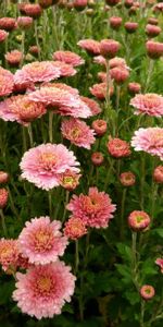 Cama De Flores,Parterre,Aster,Verduras,Ásteres,Flores