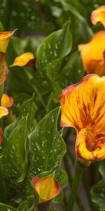 Flower Bed,Flowerbed,Calla,Callas,Mottled,Flowers,Variegated