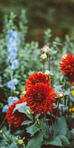 Flower Bed,Flowerbed,Dahlias,Drops,Flowers