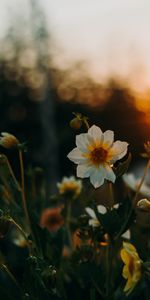 Coucher De Soleil,Lisse,Parterre,Flou,Parterre De Fleurs,Fleurs