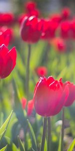 Ensoleillé,Fermer,Parterre,Source,Fleurs,Gros Plan,Parterre De Fleurs,Tulipes,Printemps