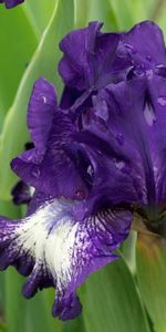 Flores,Drops,Cama De Flores,Parterre,Frescura,Lirios,Iris