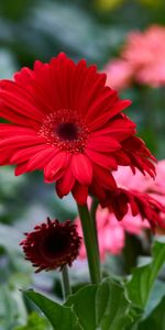 Flower Bed,Flowerbed,Gerbera,Flowers,Flower