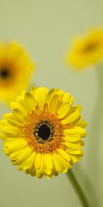 Flower,Bloom,Flowering,Gerbera,Flowers,Close Up