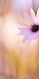 Flower,Blur,Smooth,Flowers,Close Up,Meadow