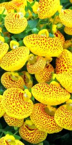 Flower,Bright,Spotted,Spotty,Calceolaria,Calceolary,Flowers