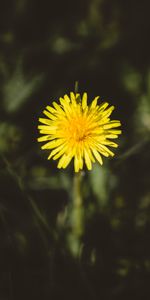 Flower,Bud,Dandelion,Dark