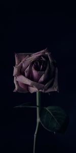 Flower,Bud,Dark,Rose,Rose Flower,Black Background