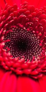 Flower,Bud,Macro,Close Up,Petals