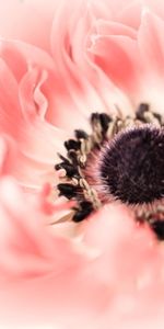 Macro,Pavot,Bourgeon,Coquelicot,Pétales,Fleur