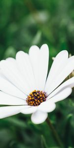 Flor,Macro,De Cerca,Primer Plano,Florecer,Floración