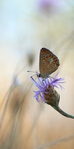 Flor,Macro,De Cerca,Primer Plano,Mariposa