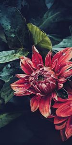 Flower,Dahlia,Art,Drops