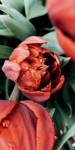 Flower,Dew,Tulip,Macro,Wet