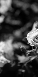 Flower,Flowering,Bw,Buds,Flowers,Rose Flower,Rose,Bloom,Chb