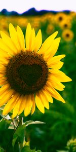 Fleurs,Fleur,Cœur,Un Cœur,Tournesol,Floraison