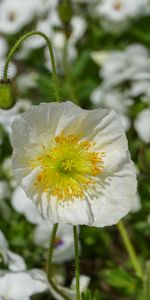 Nature,Pavot,Fleur,Coquelicot,Floraison,Été