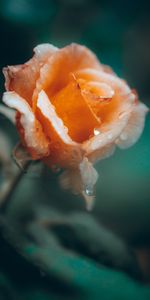 Flower,Flowers,Drops,Rose Flower,Rose,Petals,Wet