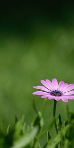 Flower,Flowers,Grass,Violet,Plant,Purple