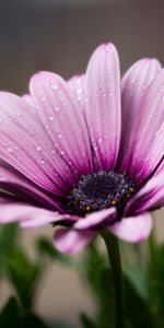 Flower,Flowers,Lilac,Drops,Petals