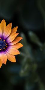 Flower,Flowers,Macro,Close Up