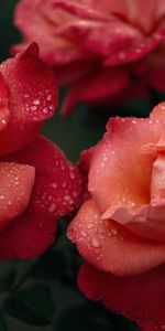 Flower,Flowers,Pink,Drops,Rose,Rose Flower,Dew,Wet