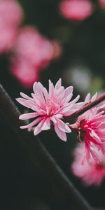 Flores,Rosa,Flor,Macro,Florecer,Floración,Planta,Rosado