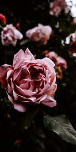 Flower,Flowers,Pink,Rose Flower,Rose,Wet,Close Up