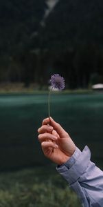 Flower,Hand,Miscellanea,Miscellaneous,Petals,Focus