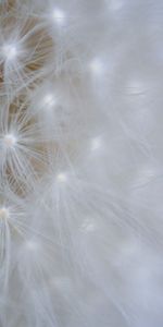 Flower,Light,Light Coloured,Dandelion,Seed,Seeds,Macro