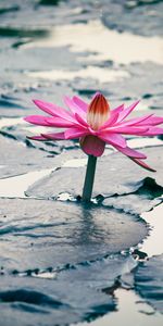 Flower,Lotus,Flowers,Leaves,Plant