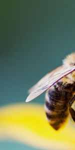 Abeille,Macro,Pollinisation,Pollen,Fleur