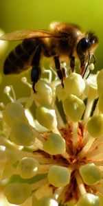 Flor,Macro,Abeja,Polinización