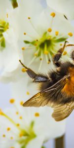 Macro,Pollinisation,Fleur,Abeille