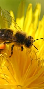 Flower,Macro,Bee,Pollination,Dandelion,Ovduapnchik