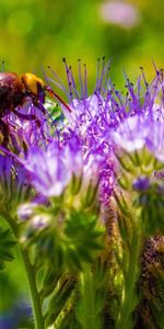 Flower,Macro,Bee,Pollination,Stem,Stalk