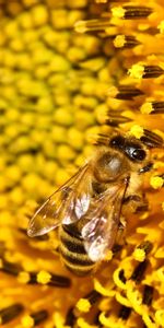 Flower,Macro,Bee,Sunflower,Pollen