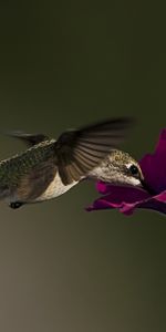 Flower,Macro,Bird,Petunia,Animals,Humming Birds