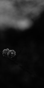 Flower,Macro,Bloom,Flowering,Branch,Bw,Dark,Chb,Spring